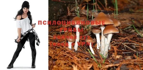 сатива Баксан
